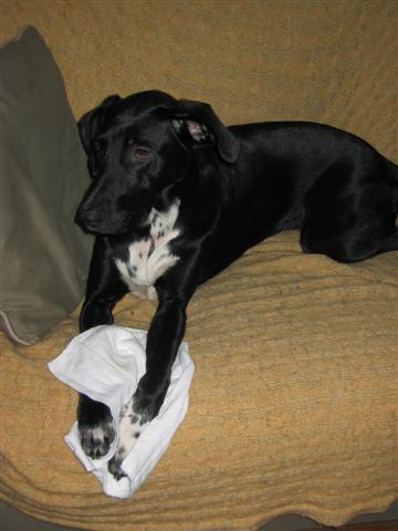 guinnessdiaper2small.jpg