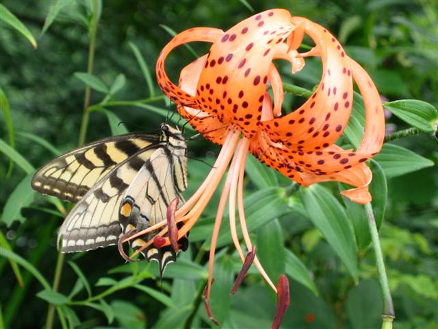 tigerlilies4small.jpg